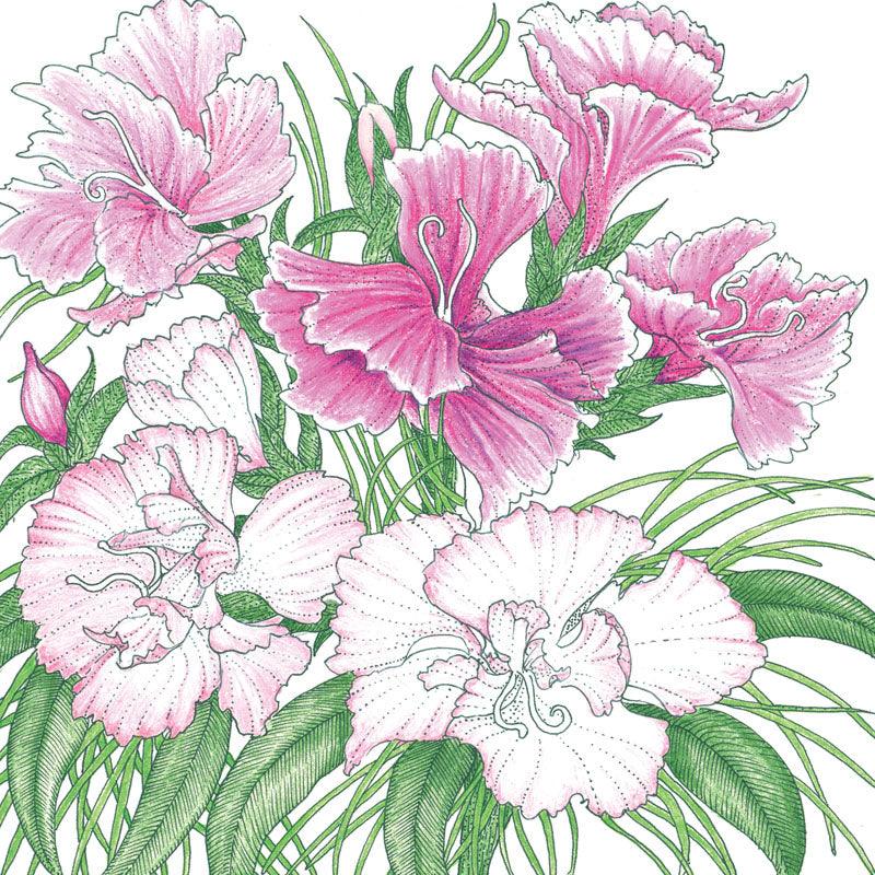 Sweet William flower seeds pack from Grow Organic, showing colorful seed packets with vibrant flower illustrations.