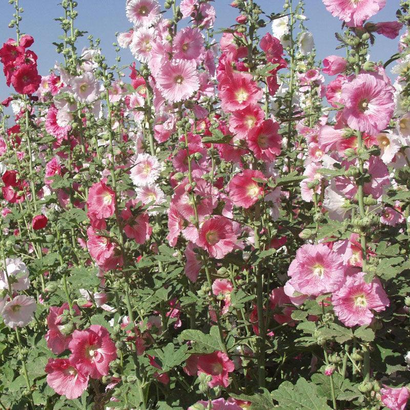 Pack of Grow Organic hollyhock flower seeds showing vibrant flower blooms and green foliage in a natural garden setting.