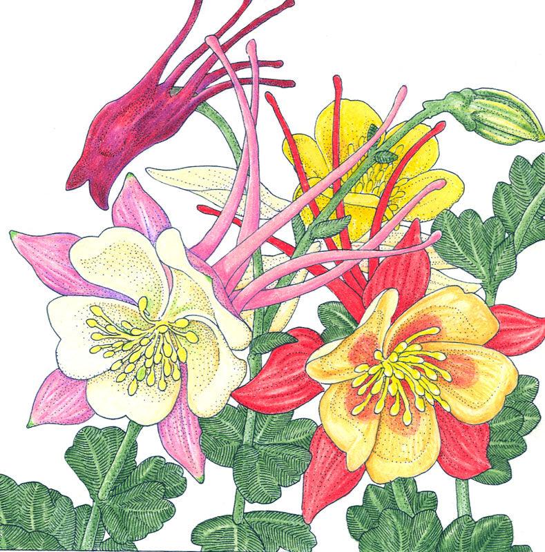 Grow Organic Columbine "McKana's Giant Mix" flower seeds in a pack, showcasing colorful mixed flower seed packaging.