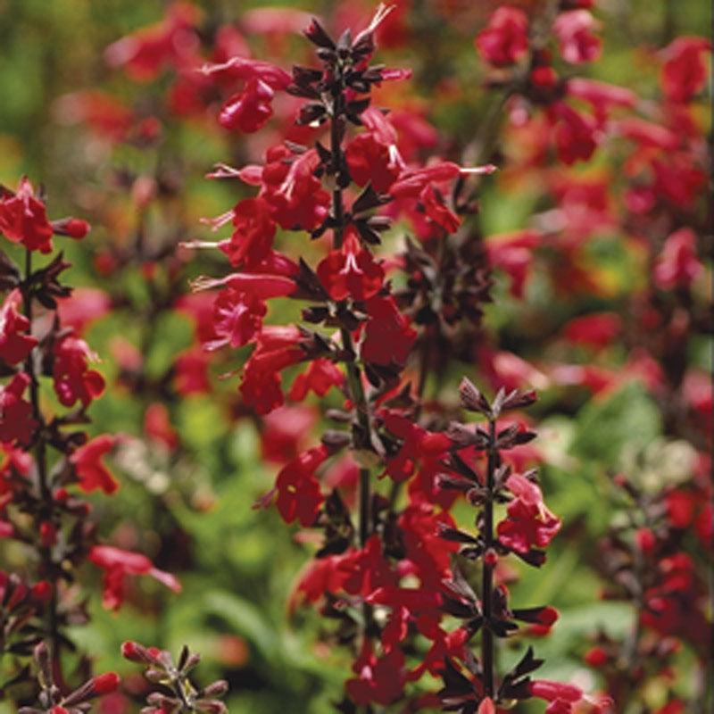 Scarlet sage flower seeds from Grow Organic, showing vibrant red and green foliage in a pack for planting.