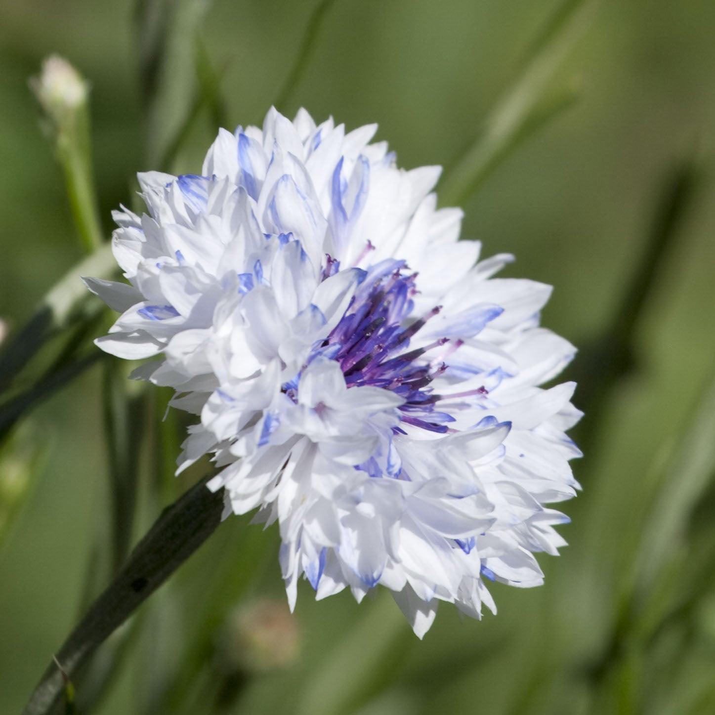 Bachelor Button-Polka Dot Mix (lb) - Blessings Grow Meadows