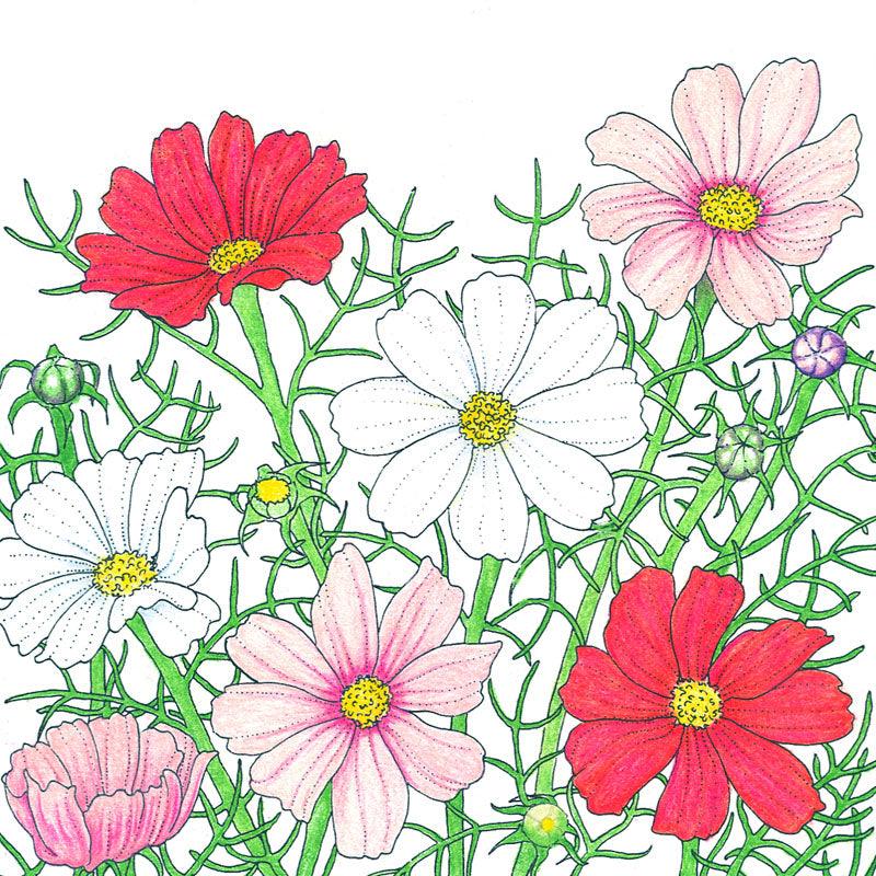 Grow Organic Cosmos Sensation Mix flower seeds in a pack, showing colorful flower seeds and packaging.