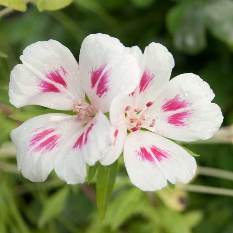 Godetia, Semi-Tall Single Mix (1/4 lb) - Blessings Grow Meadows