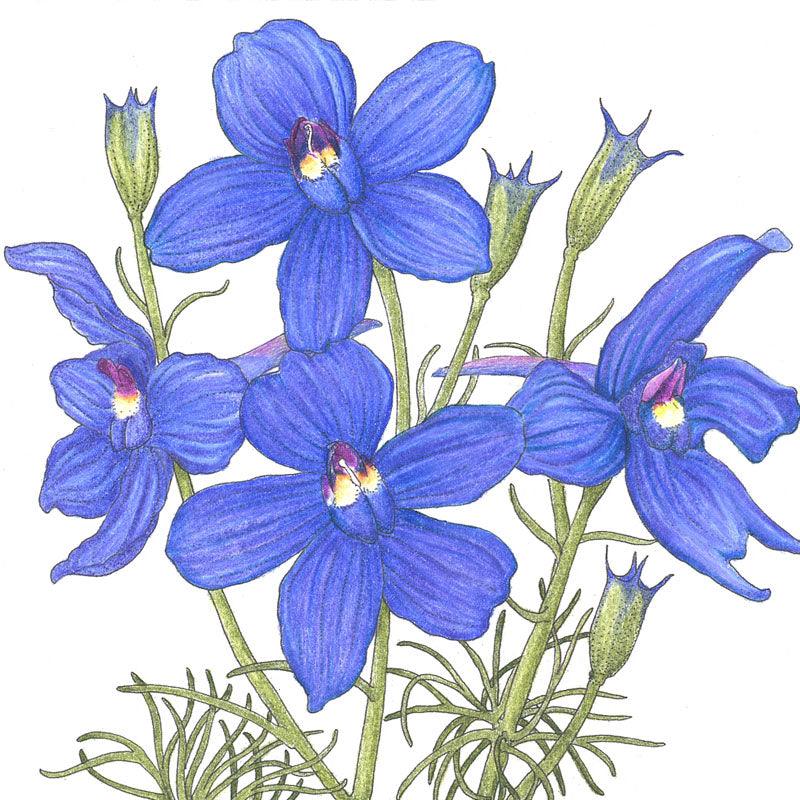 Mixed color Larkspur flower seeds from Grow Organic in a pack, ready for planting in a garden or flower bed.