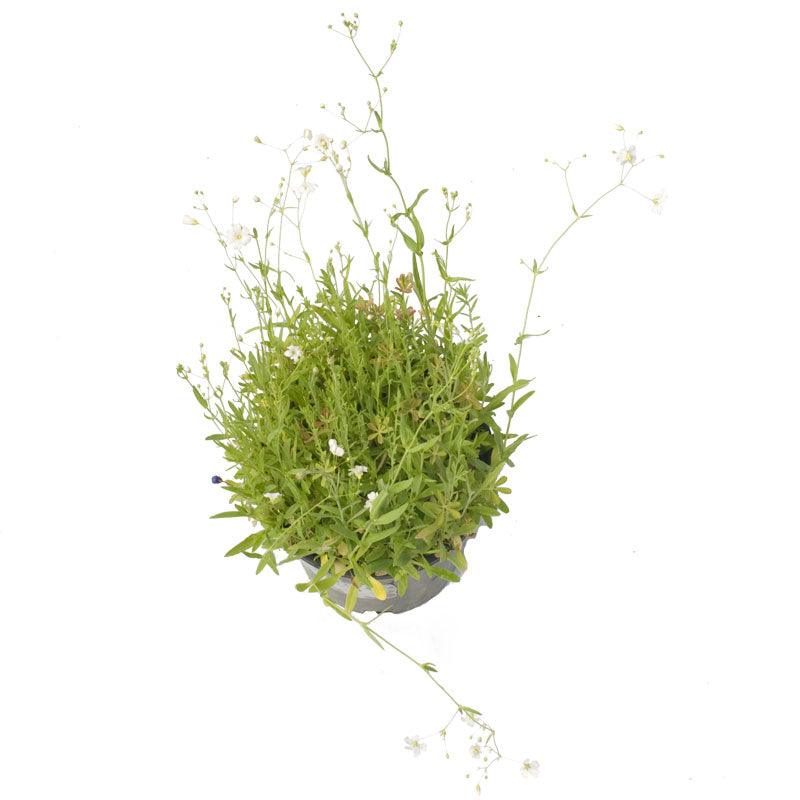 Grow Organic low growing wildflower seed mix in a pack, featuring colorful native wildflower seeds for garden or landscape planting.