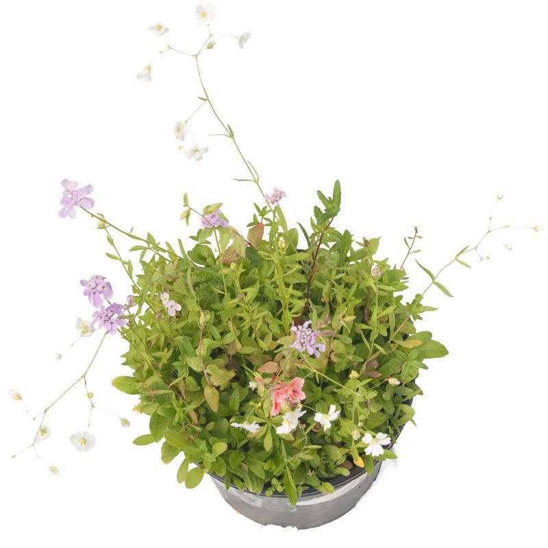Grow Organic North American Shade Wildflower Mix flower seed pack featuring a colorful array of native wildflower seeds for shaded areas.