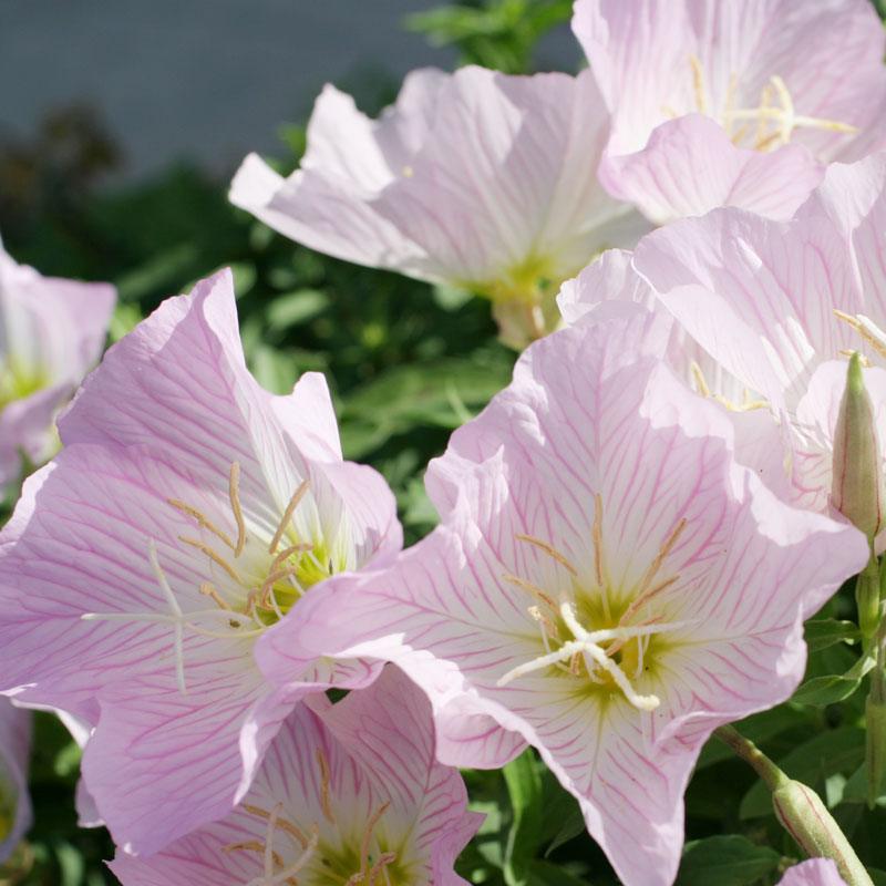 Showy Evening Primrose flower seed pack by Grow Organic, featuring vibrant yellow flowers and detailed seed packet design.