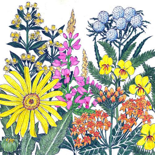 Native wildflower mix flower seeds by Grow Organic for clay soil; vibrant wildflowers in a seed pack.