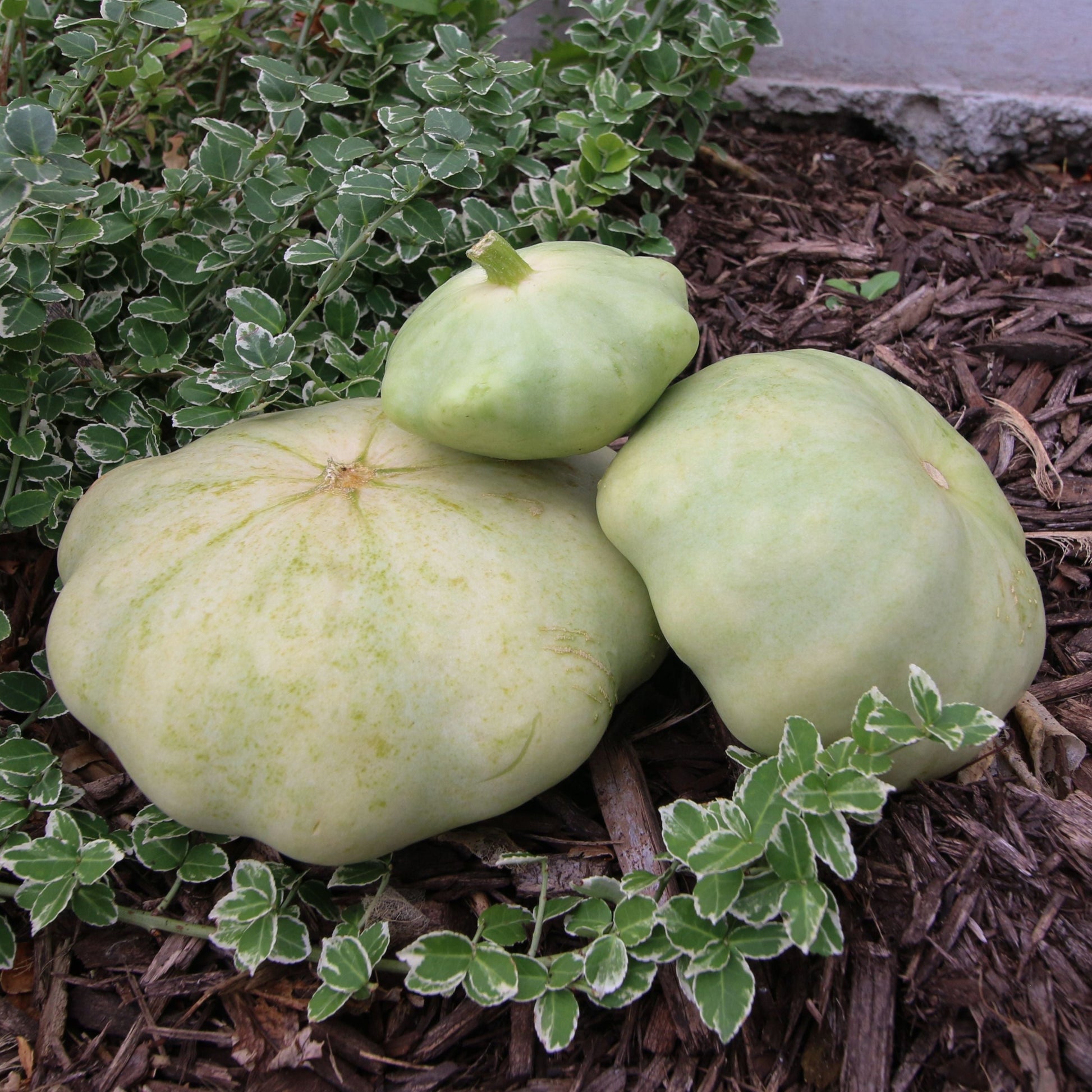 Green Scallop Bennings Squash - Blessings Grow Meadows