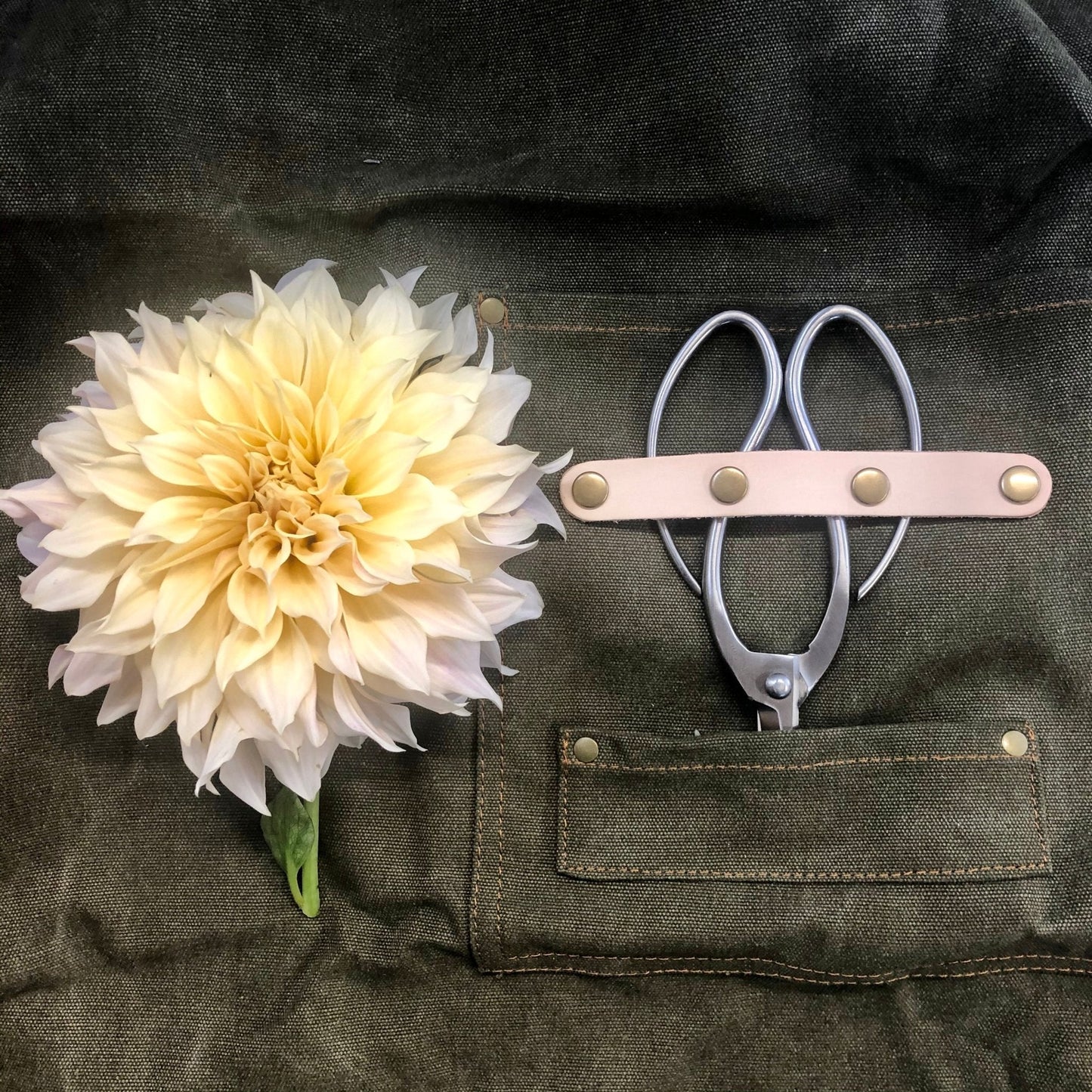 A pale yellow dahlia and metal garden scissors with a leather strap rest on The Celtic Farm Gardening Apron—a dark green waxed canvas apron with pockets.