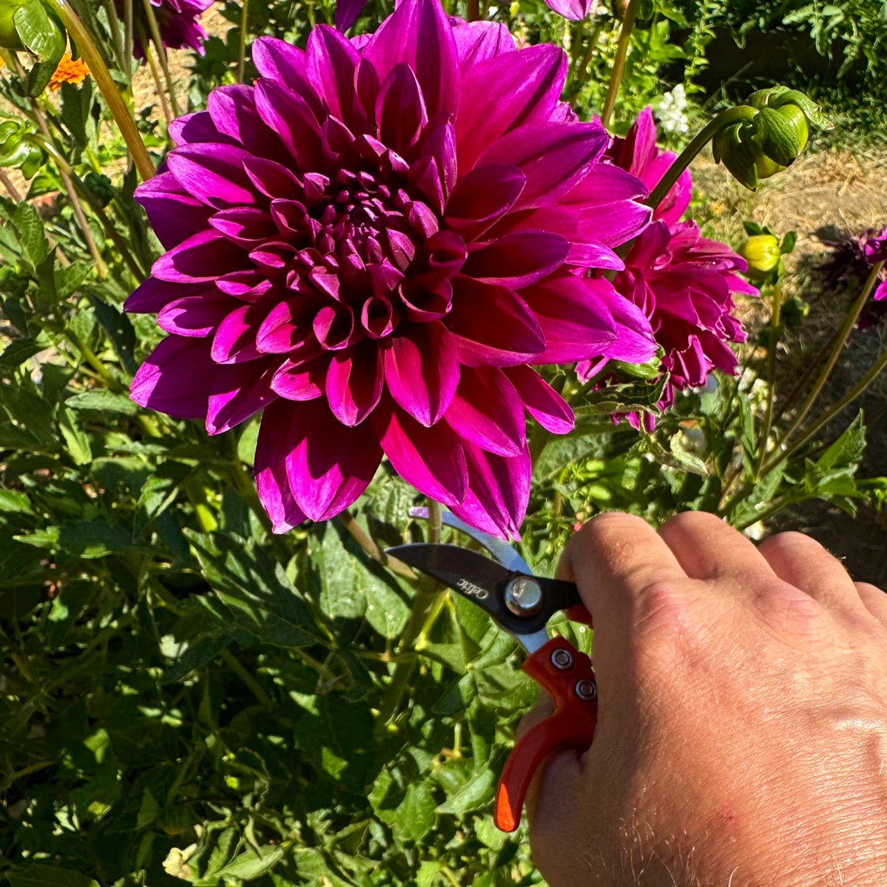 A hand with The Celtic Farm Mini Hand Pruner Gift Set - Ergonomic Pruners trims a large purple dahlia among green leaves in sunlight—ideal for light gardening or indoor plant care.