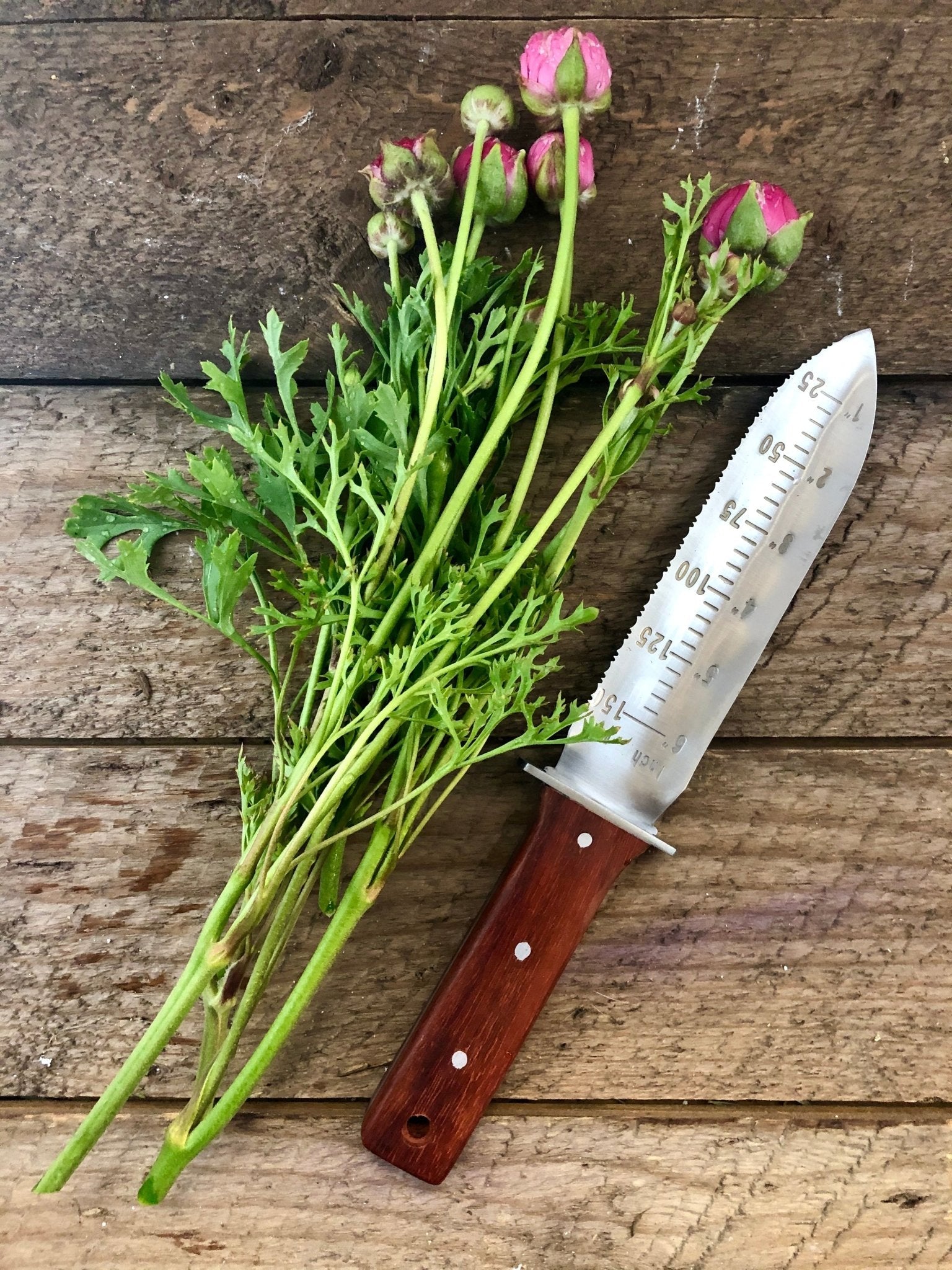 A bunch of pink flower buds with green stems rests on wood beside The Celtic Farms Our Katana Hori Hori Garden Tool, featuring a wooden handle and measurement-marked blade.