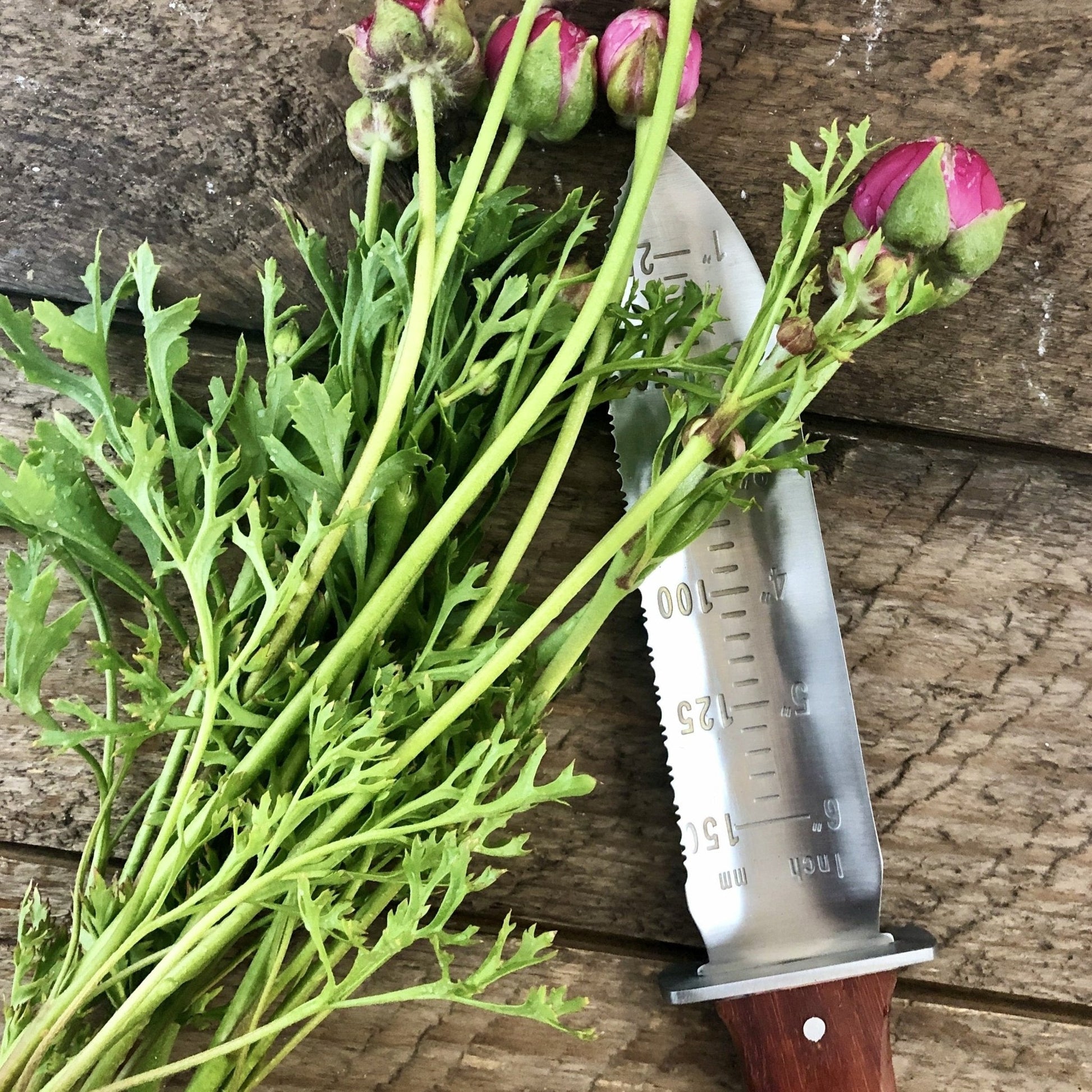 A bunch of green-stemmed, pink buds lies on a wooden surface beside The Celtic Farms Our Katana Hori Hori Garden Tool, featuring a serrated edge, measurement markings, and a wooden handle.