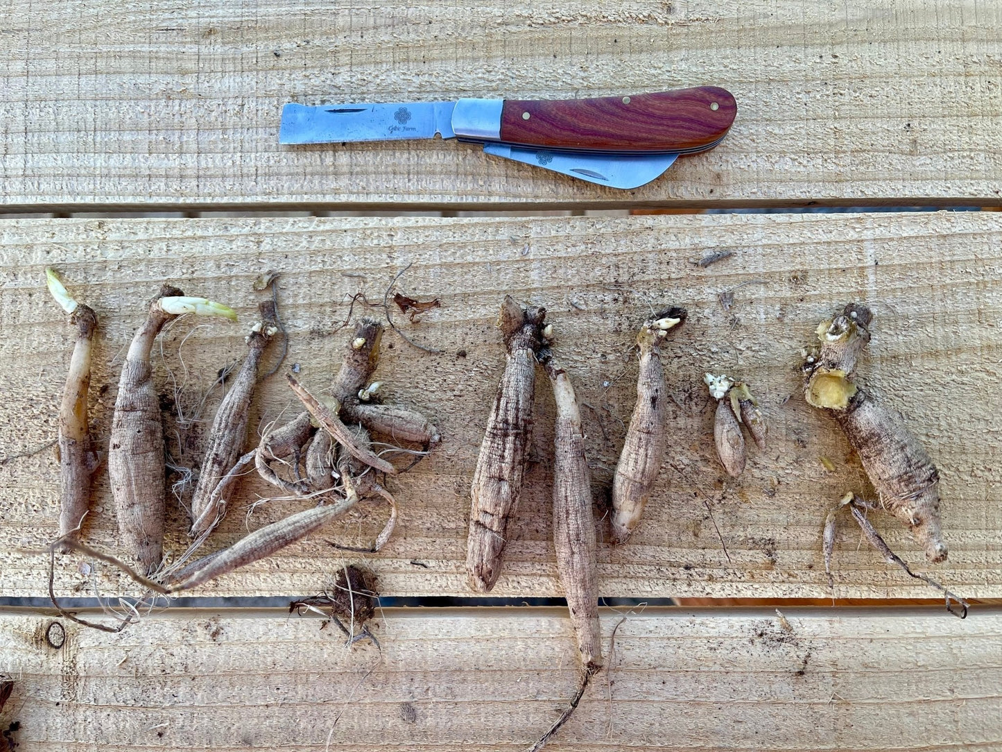 Several freshly dug dahlia tubers of various sizes with small sprouts are lined up on wood, with The Celtic Farm Professional Gardeners Knife—ideal for pruning, grafting, and propagation—placed above them.