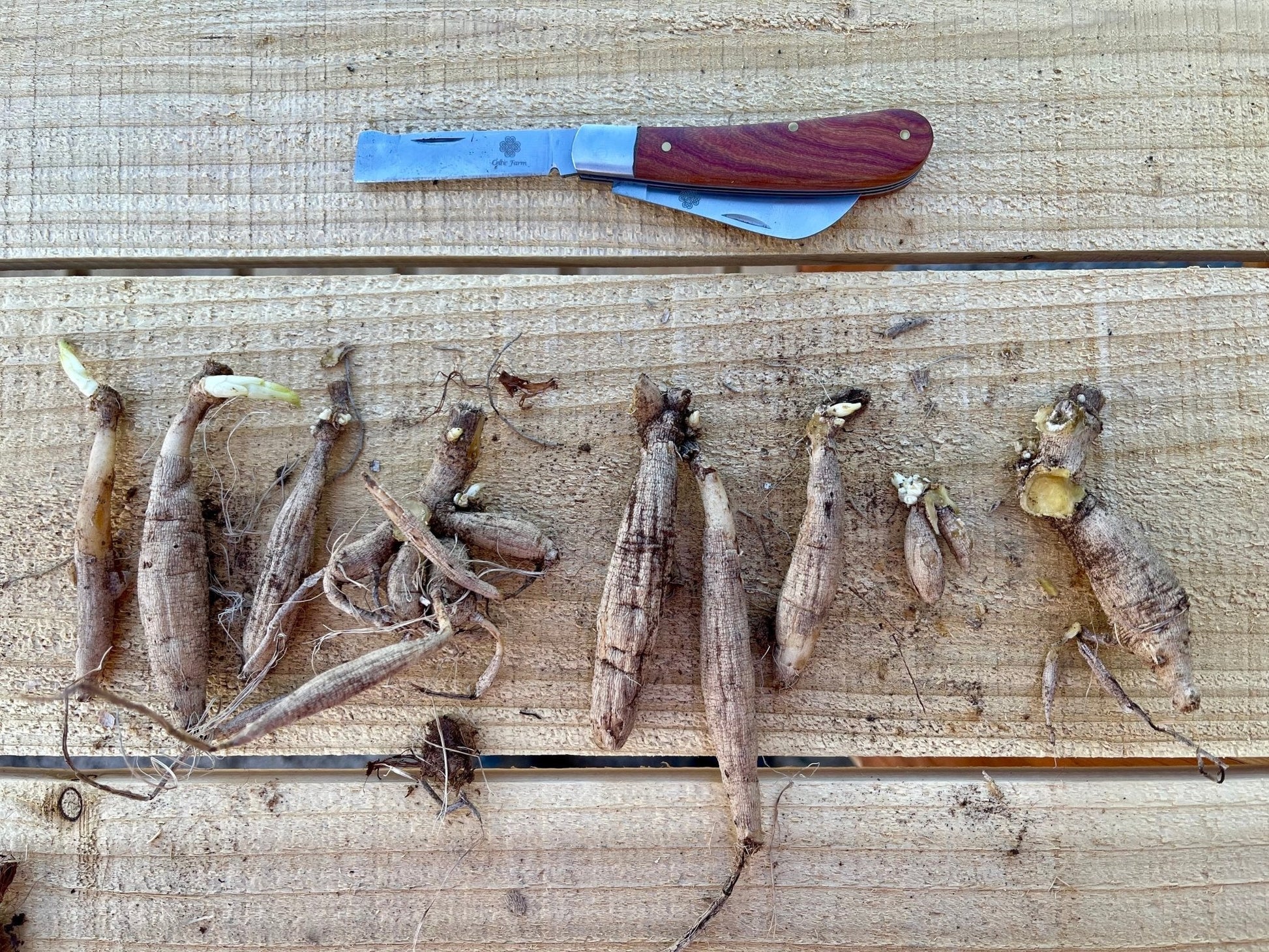 Several freshly dug dahlia tubers of various sizes with small sprouts are lined up on wood, with The Celtic Farm Professional Gardeners Knife—ideal for pruning, grafting, and propagation—placed above them.