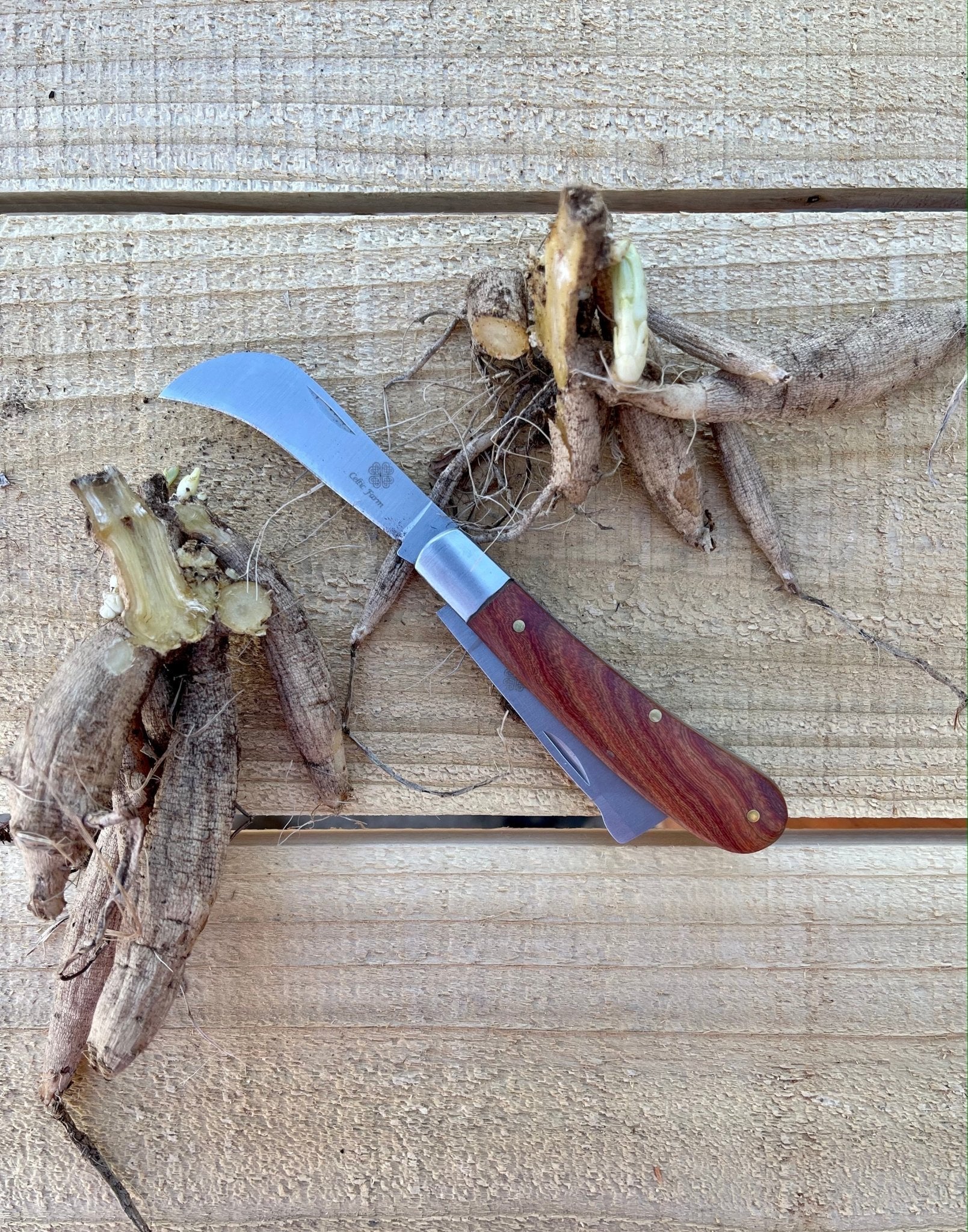 The Celtic Farms Professional Gardeners Knife for pruning, grafting, and propagation features a wooden handle and rests on a wooden surface beside freshly cut plant roots and stems.
