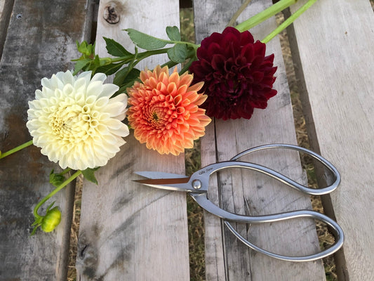 Three dahlias—one cream, one orange, and one dark burgundy—are arranged on a wooden surface beside The Celtic Farm Stainless Garden Scissors (Pruning Shears/Secateurs/Clippers).