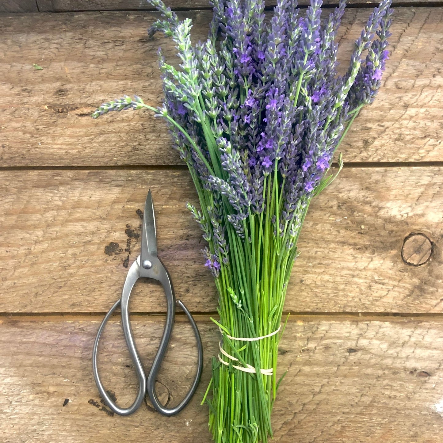 A bundle of fresh lavender lies on a wooden surface beside The Celtic Farm Stainless Garden Scissors (Pruning Shears/Pruners/Secateurs/Clippers).