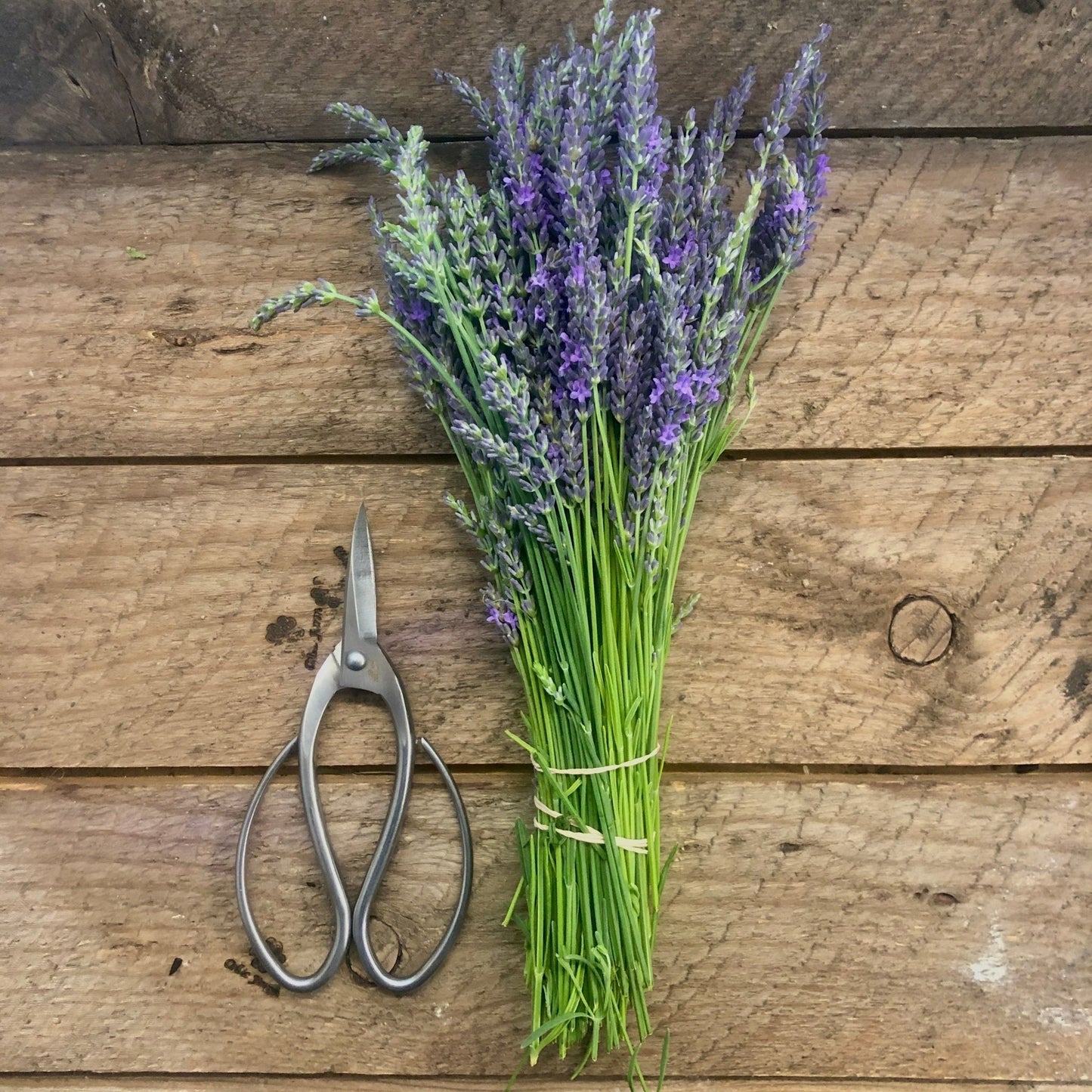 A bundle of fresh lavender stems tied with a rubber band rests beside The Celtic Farm Stainless Garden Scissors on a rustic wooden surface.