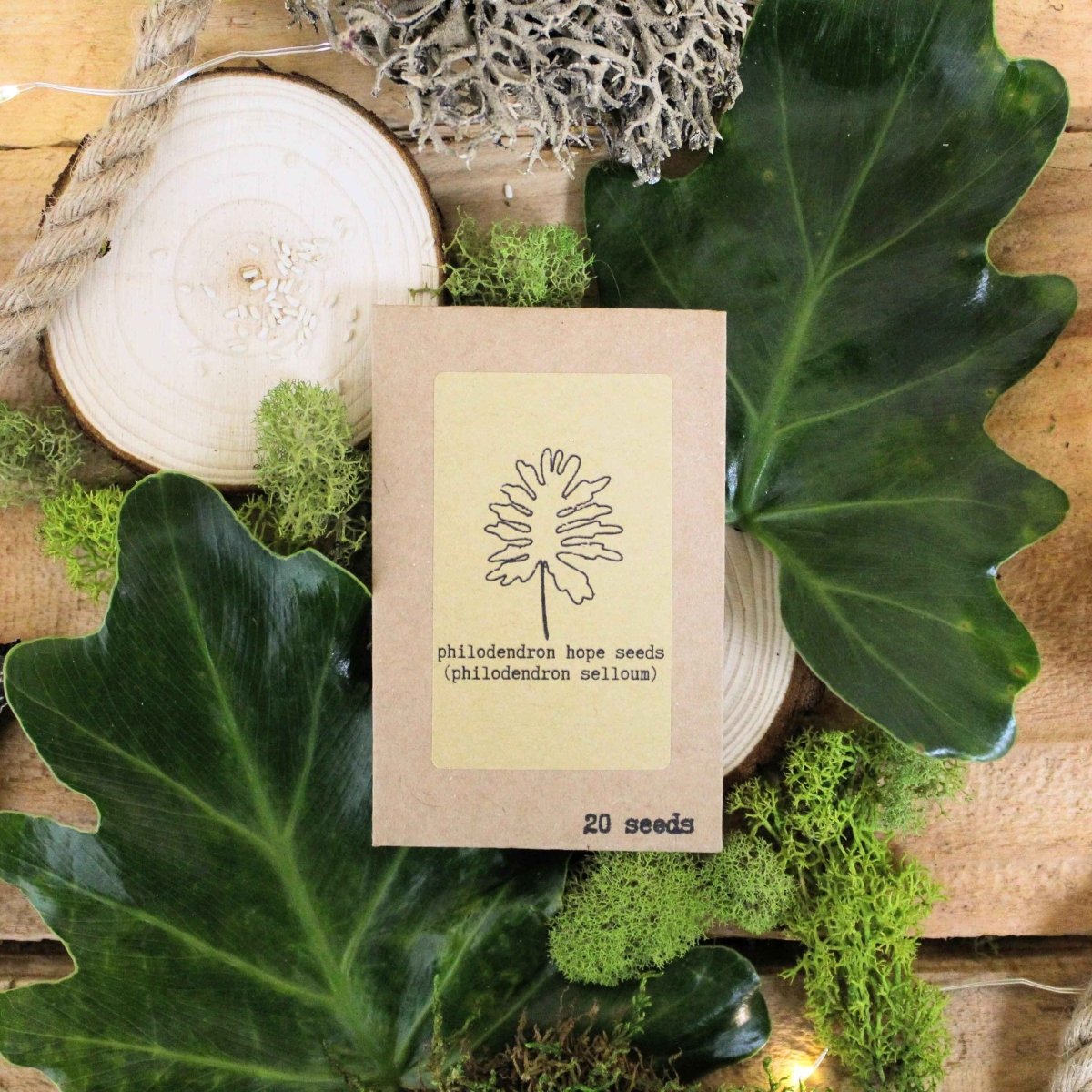 Set of houseplant seeds from Plantflix's The Popular Kids collection, featuring colorful seed packets for growing indoor plants.