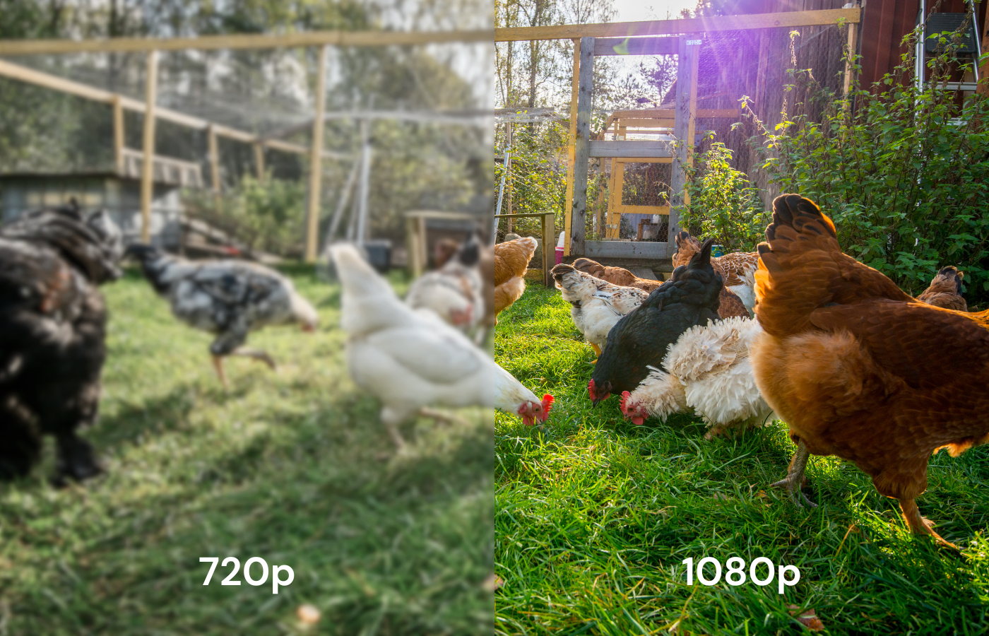 Smart CoopCam mounted on The Smart Coop chicken coop, showing outdoor poultry enclosure with secure wire mesh and entry door.