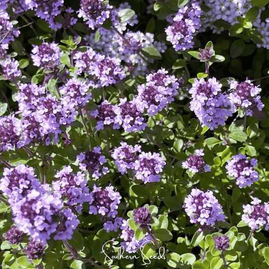 Lemon thyme seeds from Southern Seeds, showcasing small green seeds for planting lemon-flavored herb in your garden.