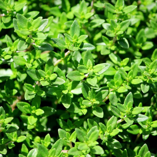 Thyme Seeds - French - Blessings Grow Meadows