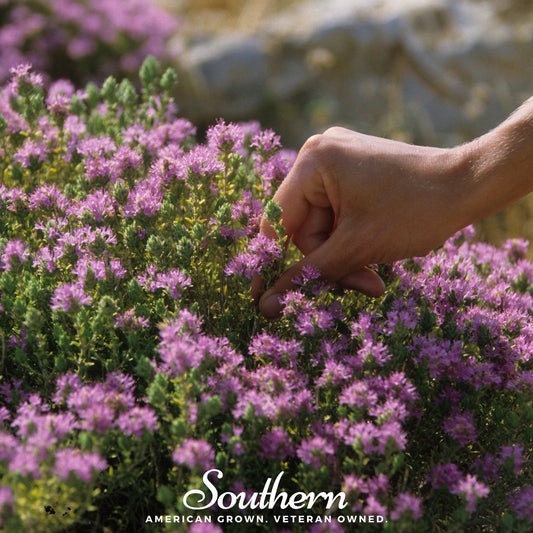 Wild thyme seeds from Southern Seeds, 100 seed packets of Thymus pulegioides, ready for planting in herb gardens.