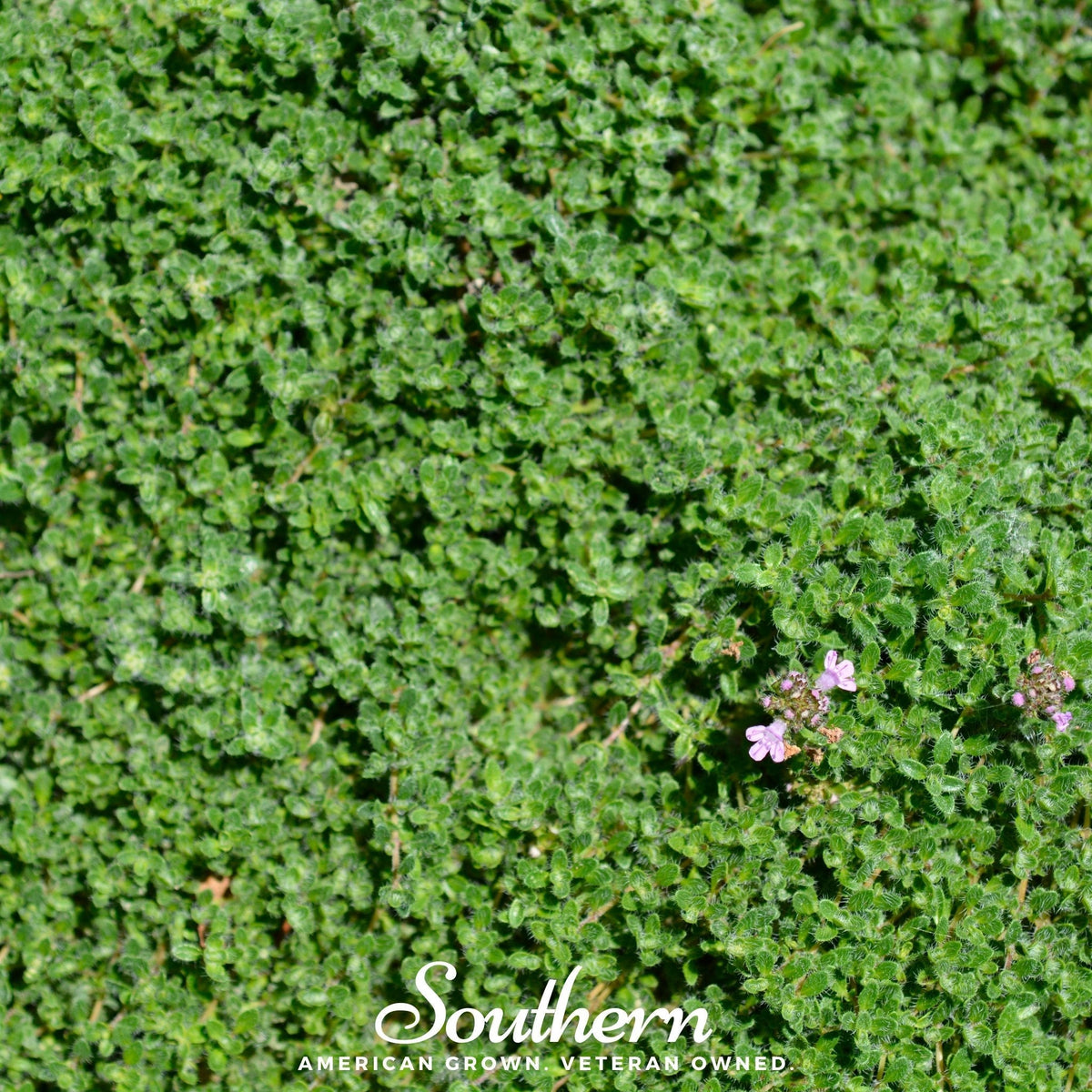 Wild Thyme seeds from Southern Seeds, showing a packet of 100 thyme seeds for planting and gardening.