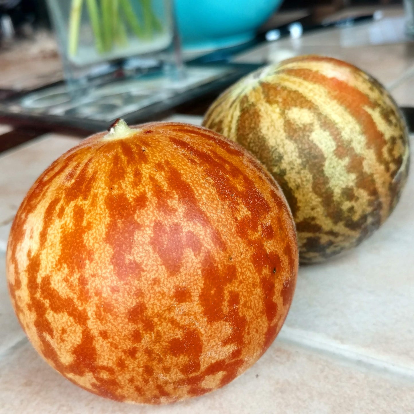 Tigger Melon - Blessings Grow Meadows