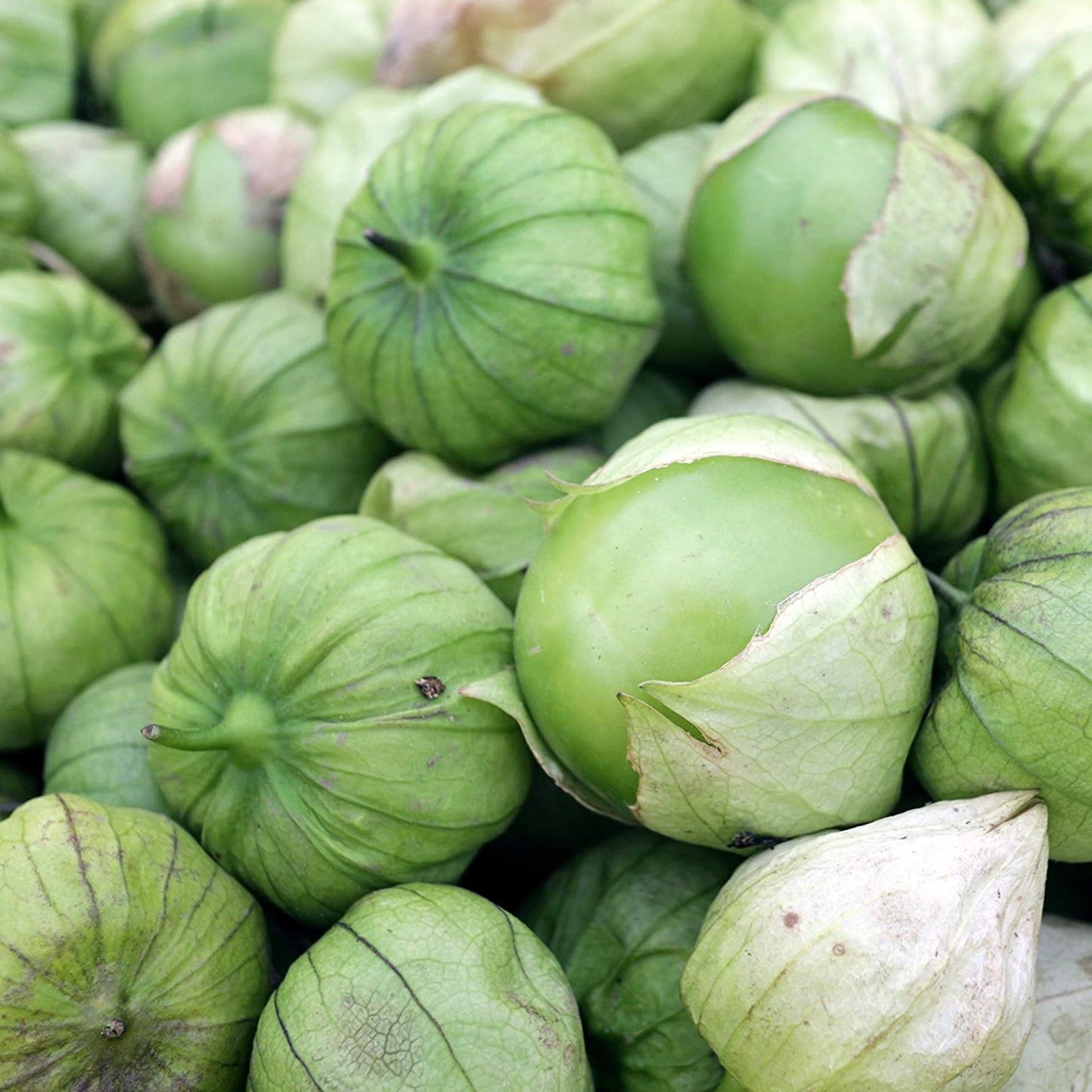 Rio Grande Verde Tomatillo - Blessings Grow Meadows