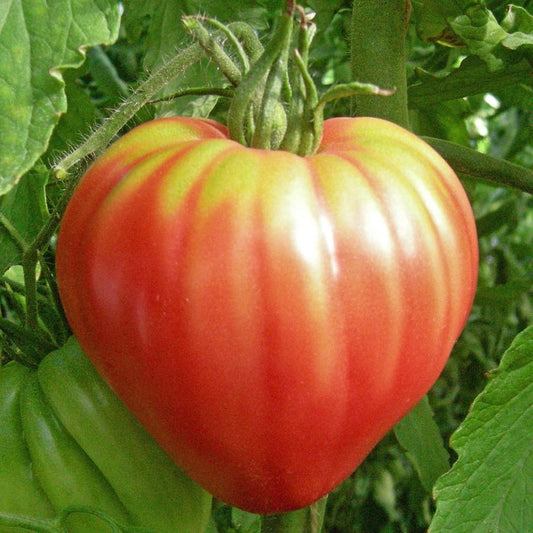 Pink Oxheart Tomato - Blessings Grow Meadows