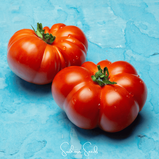 Red Brandywine tomato seeds from Southern Seeds, close-up of ripe, vibrant red heirloom tomato with lush green leaves.