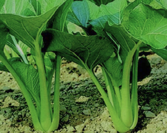 Tsoi-Sim (Choi Sum) - Blessings Grow Meadows