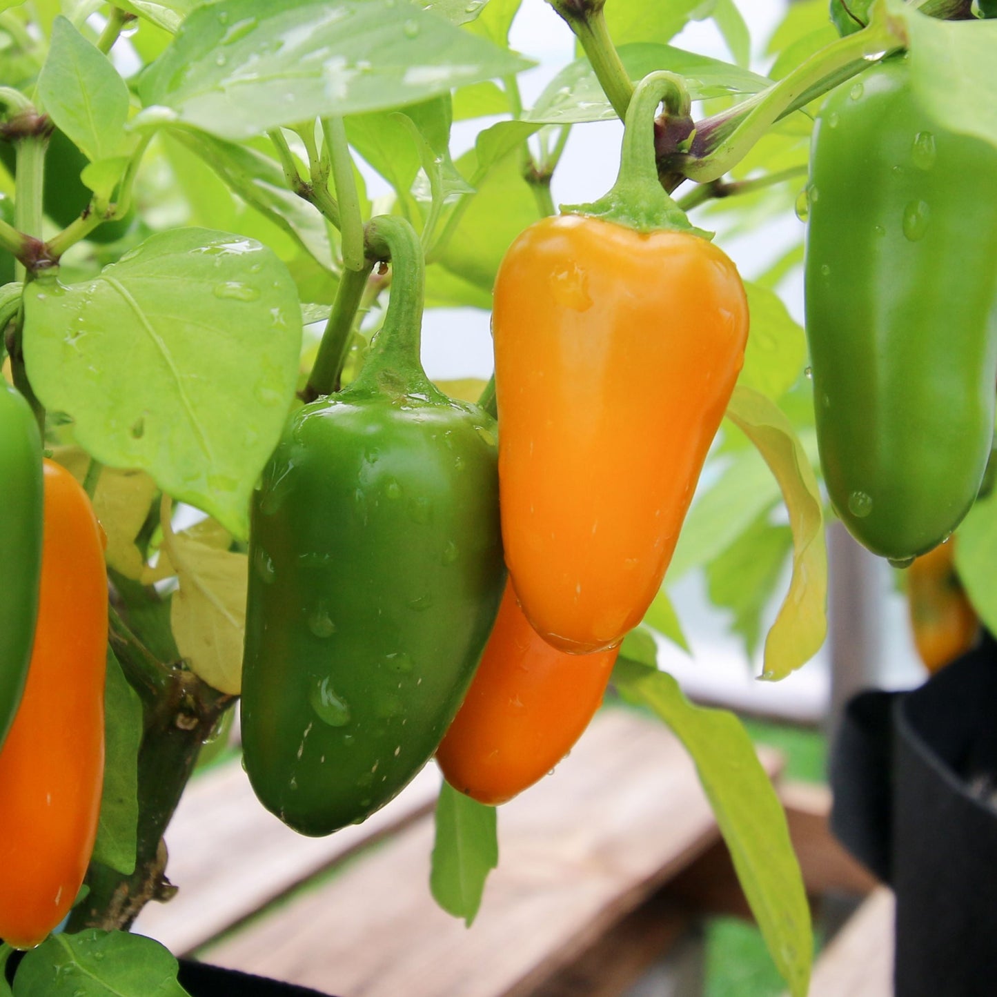 Pumpkin Spice Jalapeno Pepper - Blessings Grow Meadows