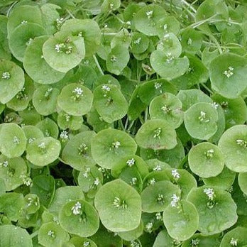 Claytonia Miner's Lettuce - Blessings Grow Meadows