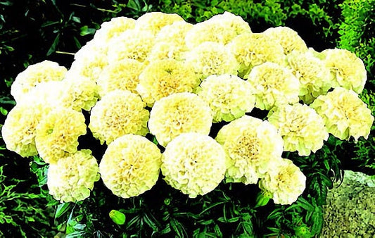 Vanilla Cream Hybrid Marigold Seeds - Blessings Grow Meadows