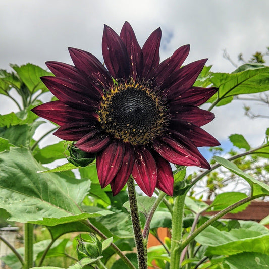 Velvet Queen Sunflower - Blessings Grow Meadows