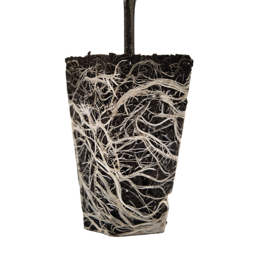 Ventana Plant Science OrganiPlug seed and cutting root plugs in growing media for optimal plant propagation.