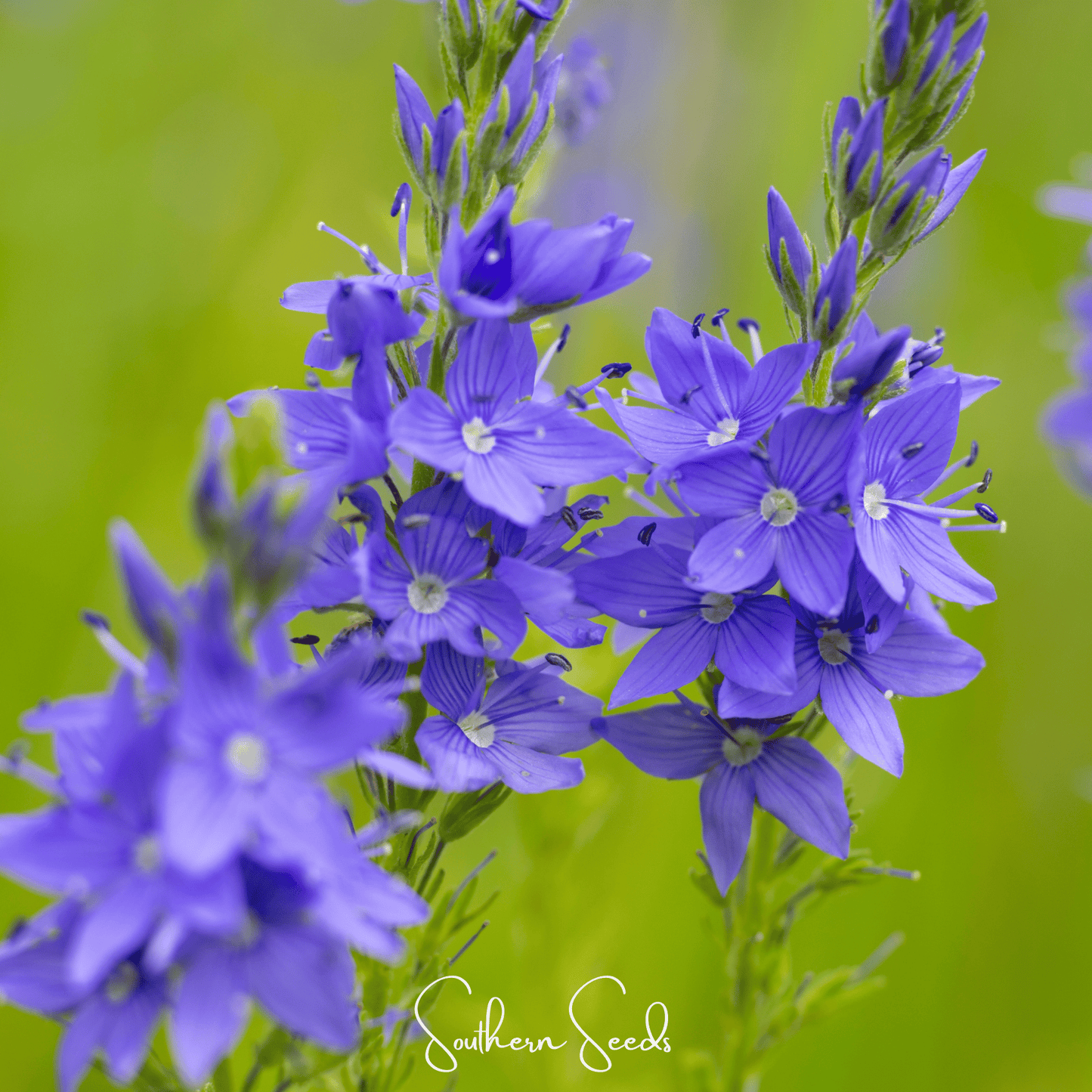 Royal Blue Veronica Speedwell seeds from Southern Seeds, showing vibrant blue flower buds and green foliage in a close-up image.