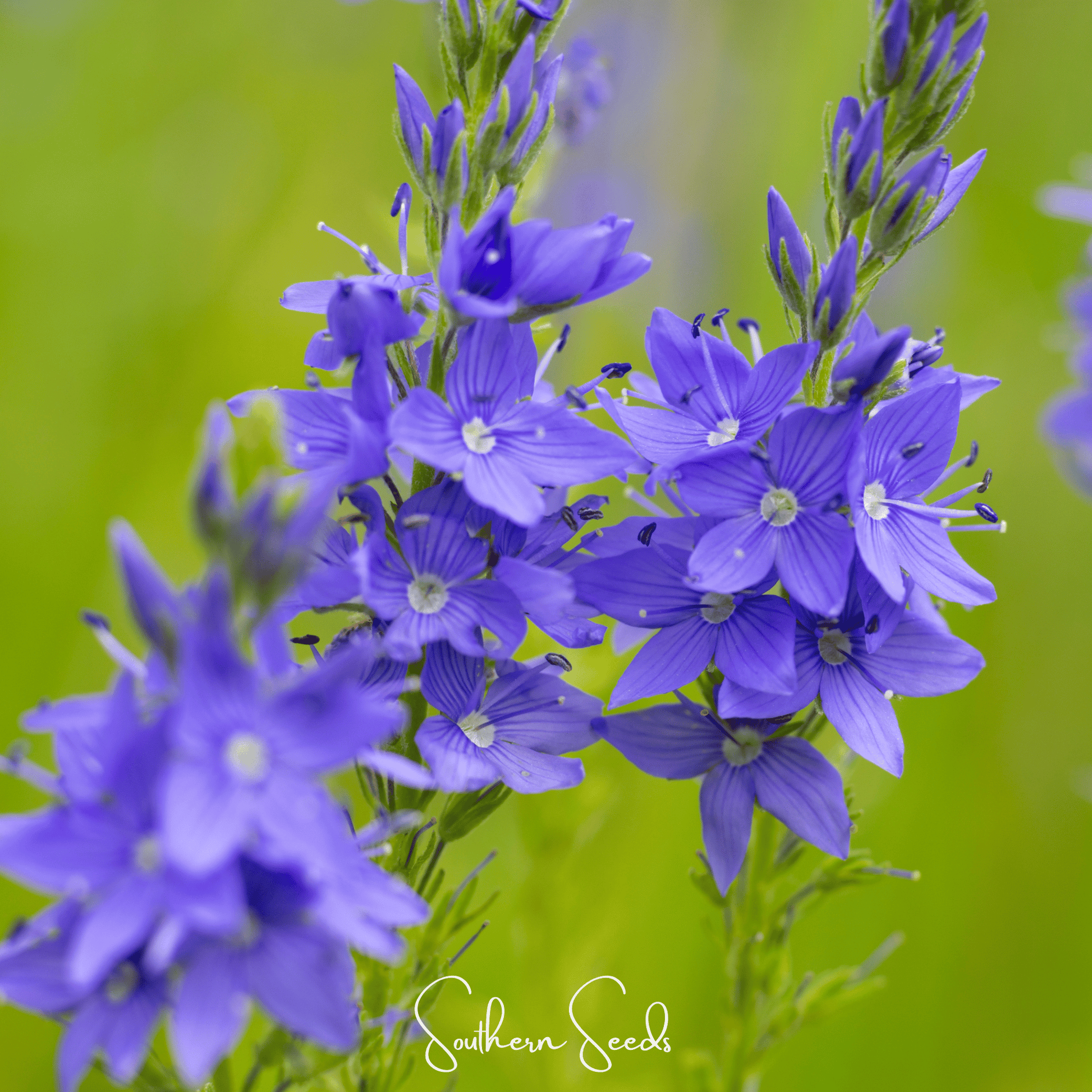 Royal Blue Veronica Speedwell seeds from Southern Seeds, showing vibrant blue flower buds and green foliage in a close-up image.