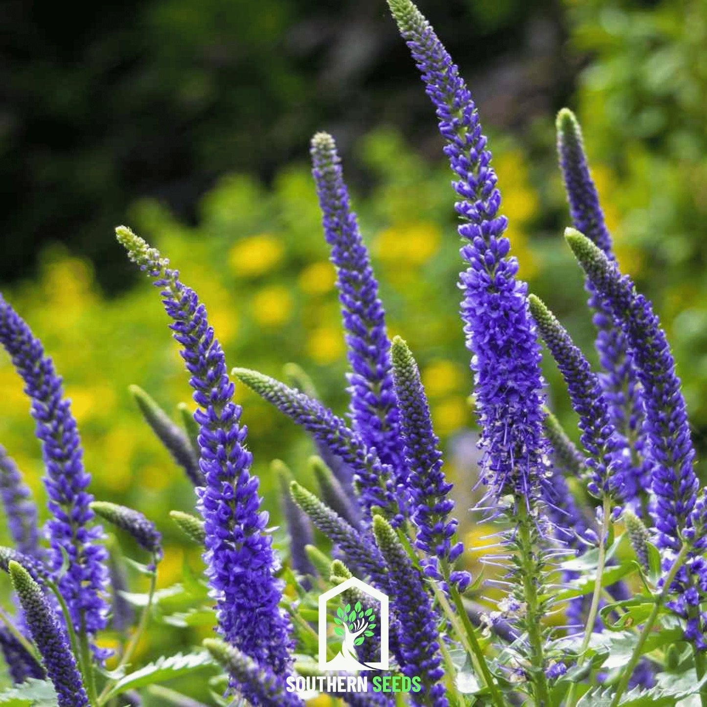 Spiked Speedwell Veronica seeds from Southern Seeds, showing small seed packets with vibrant green and purple flowers in bloom.