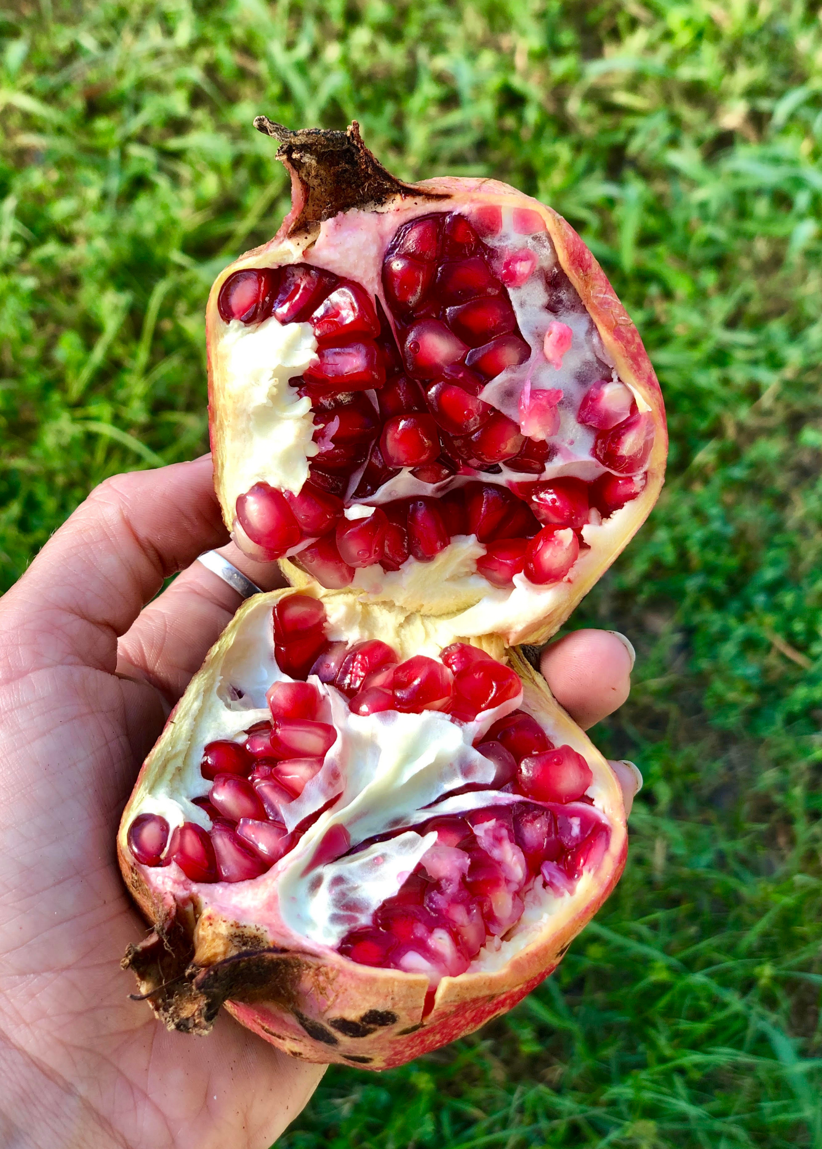 Live Vietnamese Pink Pomegranate tropical fruit tree by Sow Exotic with vibrant pink fruit and lush green foliage.