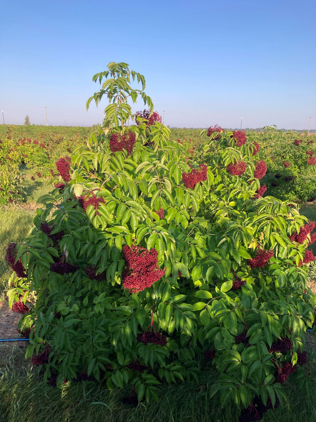 Vintage Elderberry elderberry plant from The Farm On Central with lush green leaves and clusters of dark berries.