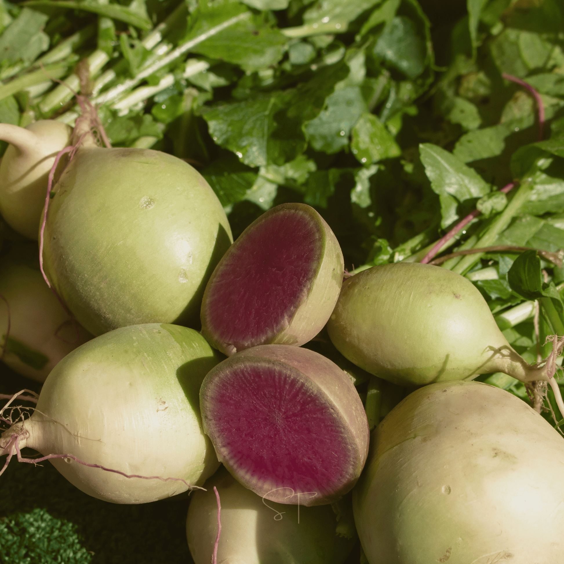 Packet of Southern Seeds Watermelon Radish seeds showing vibrant pink and green radish varieties for planting.