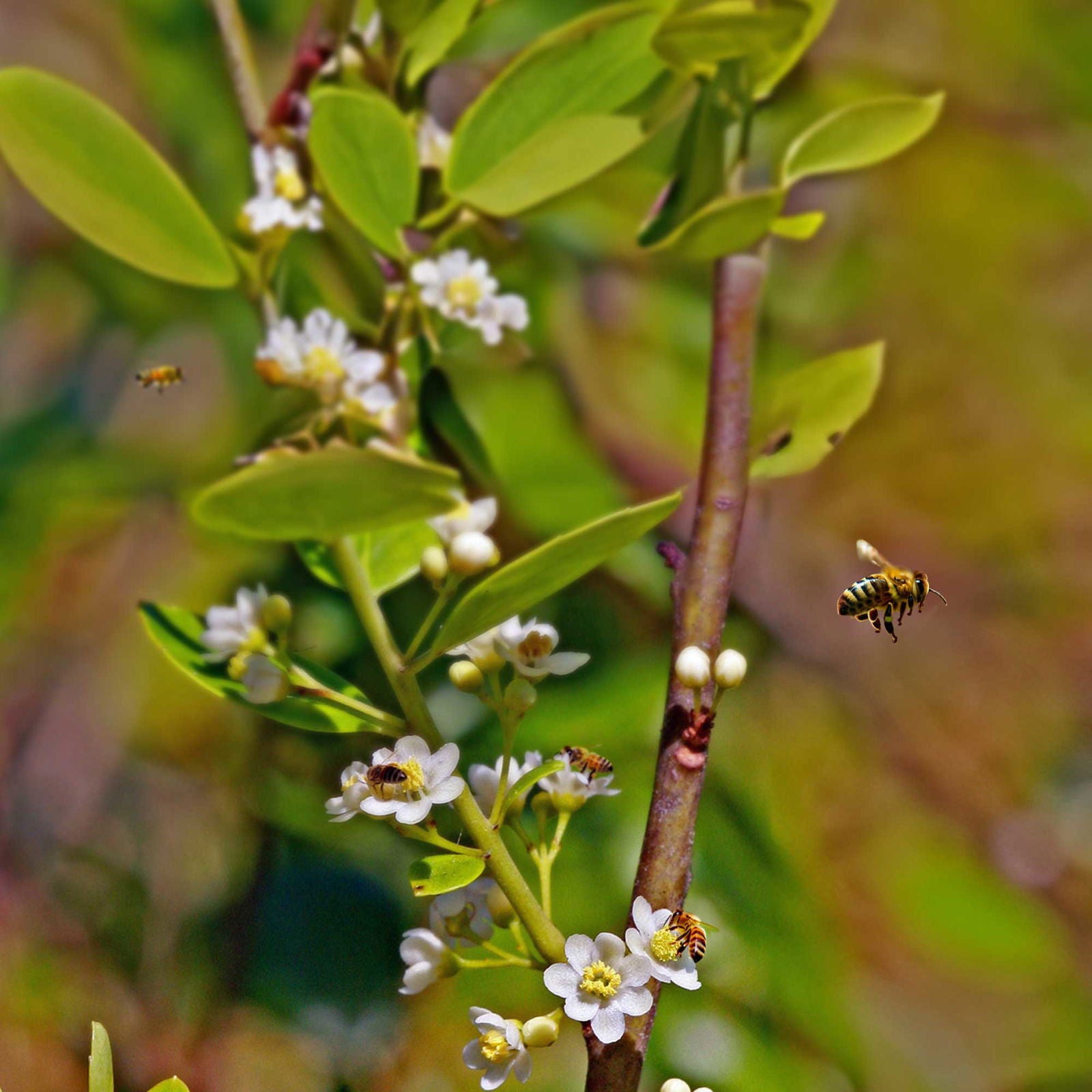 Close-up of bees on small white flowers highlights nature’s process behind Our Best All-Natural Pure Raw Gallberry Honey from Weeks Naturals | Weeks Honey Farm, set against a blurred natural background.