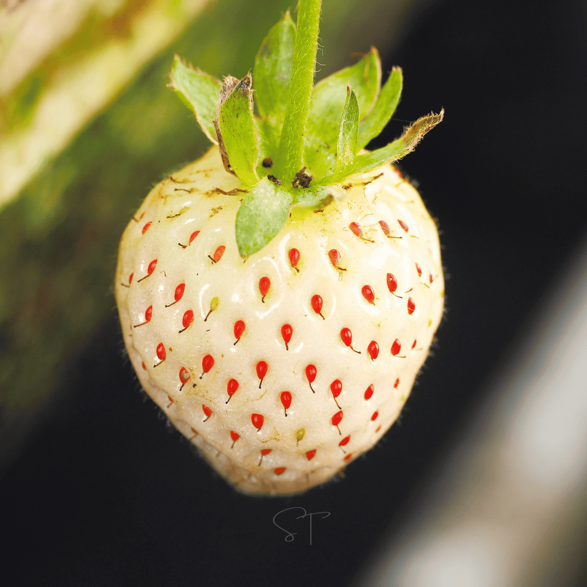 White Soul Strawberry seed packet by Southern Seeds featuring 100 strawberry seeds in a white packet.
