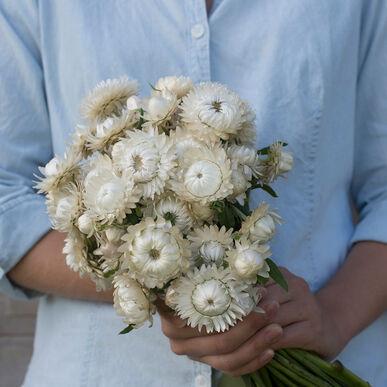 White Strawflower - Blessings Grow Meadows