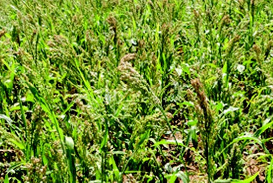 White Proso Millet - Blessings Grow Meadows