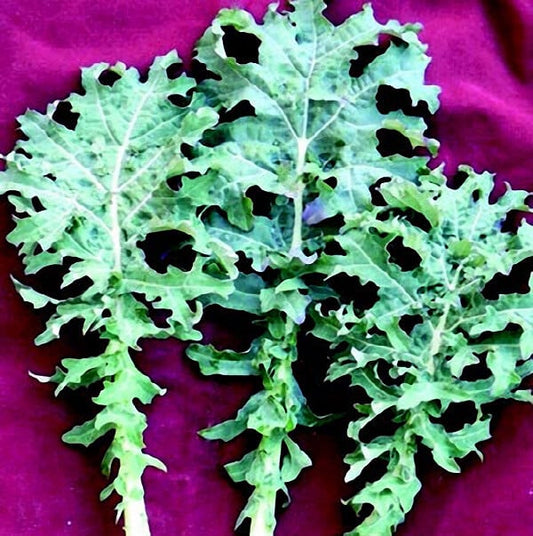 White Russian Kale Seeds - Blessings Grow Meadows